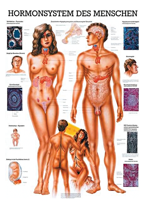 anat. Lehrtafel: Hormonsystem 70 x 100 cm, Papier