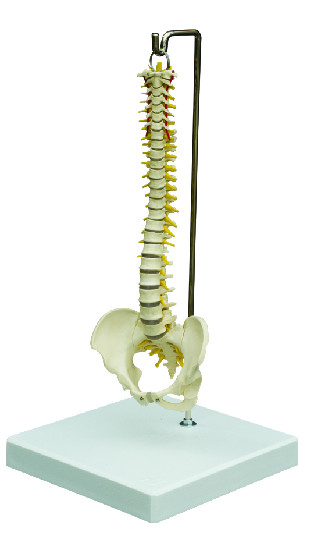 Mini-Wirbelsäule mit Stativ