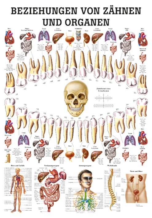 anat. Lehrtafel: Beziehungen von Organen und Zähnen 70 x 100 cm, Papier